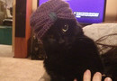 Indian Cat