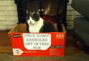 Dum katt