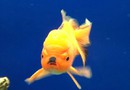 Hitler goldfish