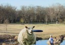 Får fångar frisbee