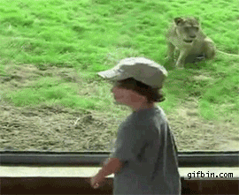 Unge vs lejon