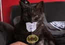Batcat