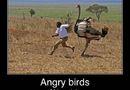 Angry birds i Afrika