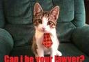 Kattadvokat