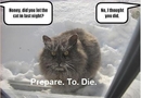 Don't mess with that cat