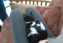 Gullig katt! 