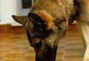 Hund välkomnar katt