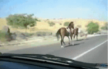 Horse on the run
