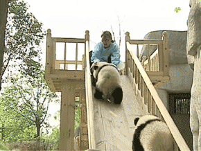 Sliding pandas