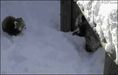 Små pandor leker i snö