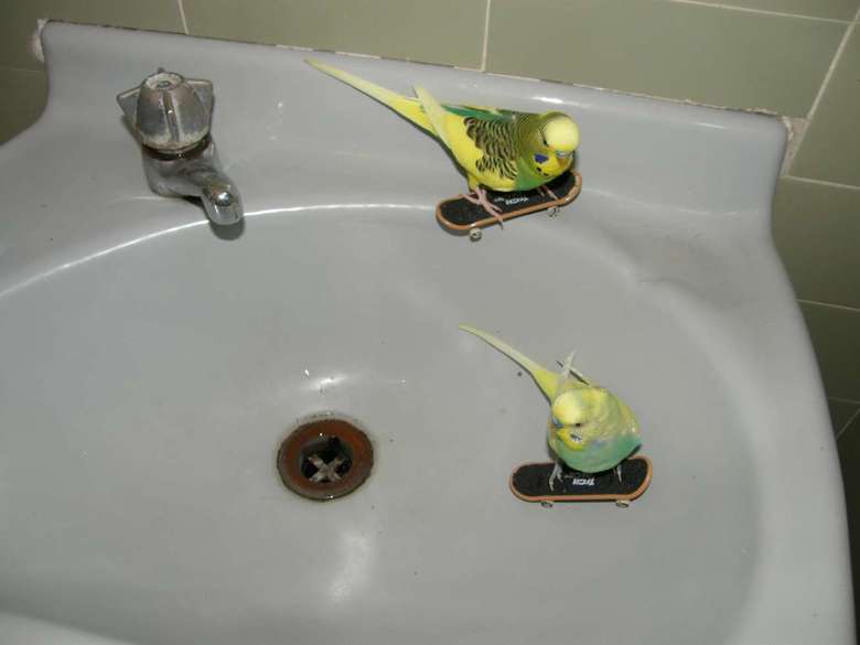 Skateboard birds