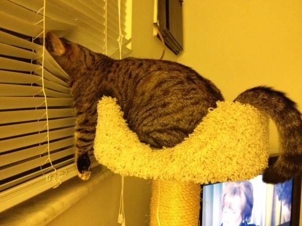 Katt nyfiken på friheten utanför fönstret