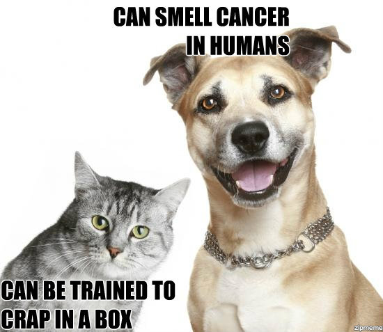 Katt vs hund