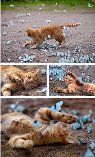 Katt och fjärilar