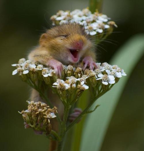 Lycklig hamster i blomma