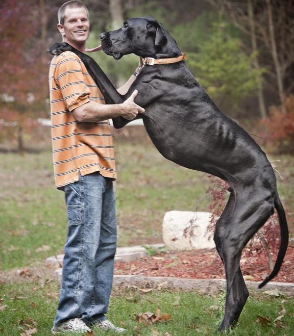 Världens största hund