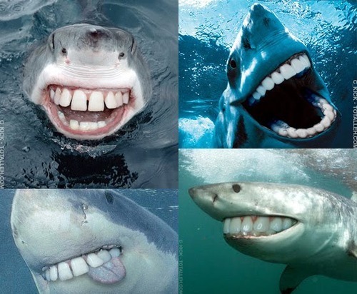 Hajar om dom skulle haft raka tänder