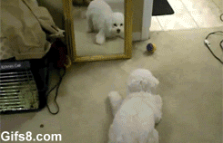Hund kollar i spegeln