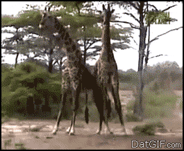 Giraff Fight