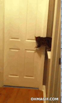 Katt öppnar dörr till hundar