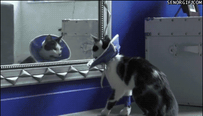 Katt tittar i spegeln