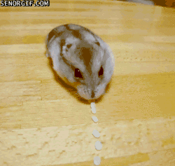 Hamster äter ris