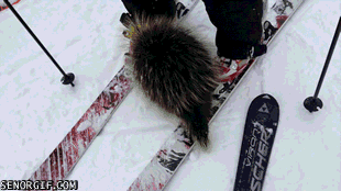 Piggsvin biter skidåkare