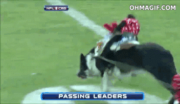 Rolig apa rider på en hund under NFL-match