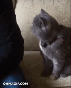 Gullig Artig katt behöver lite massage