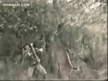 Arg hjort attackerar jägare