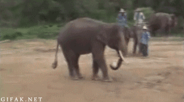 Elefant spelar fotboll