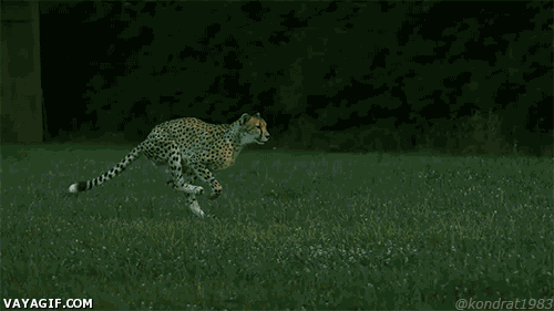 Gepard i slowmotion
