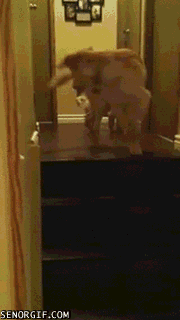 Hunden lär valpen att gå ner för trappan