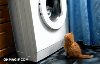 Katt och tvättmaskin