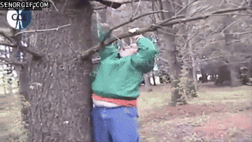 tjockis klättrar i trädet - fail
