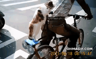 Söt katt på cykeln