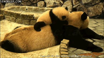Baby Panda massör tappar balansen
