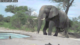 Elefant dricker vatten från bassäng