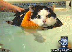 söt katt lär sig simma