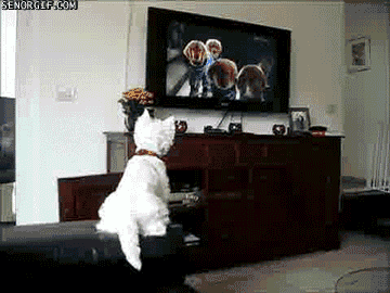 Hunden ser sina kompisar tv