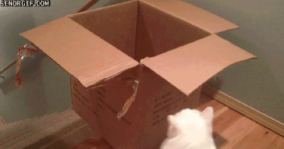 Katt vs lådan
