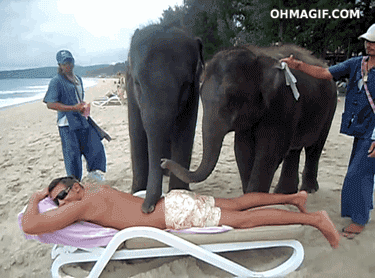 Elefanter ger massage