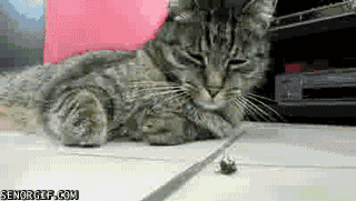 Katt vs fluga