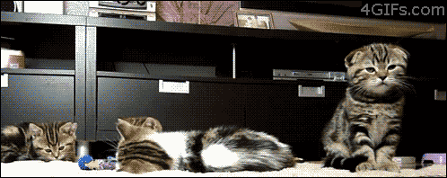 Kattunge skrämmer sina syskon