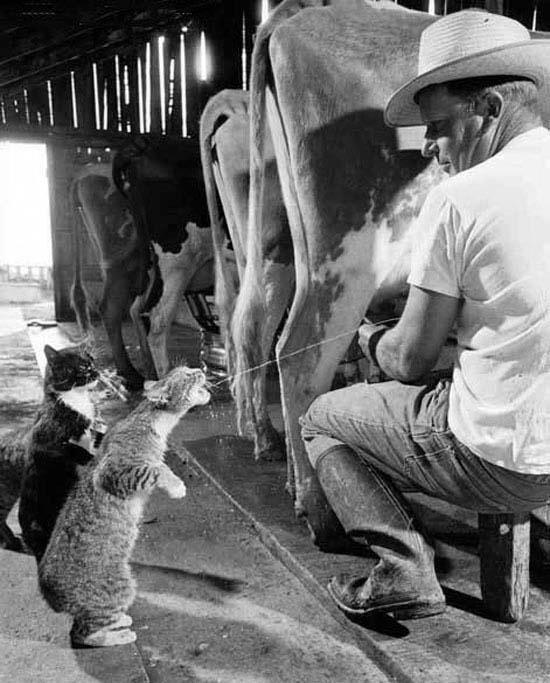 Katt får färsk mjölk!