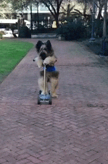 Hund med sparkcykel