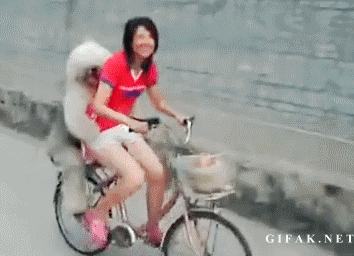 Hund åker cykel 