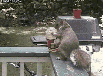 A Day in the Life of a Frustrated Squirrel