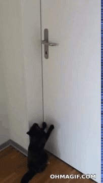 Katt öppnar dörren som en boss