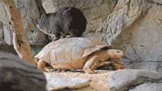 Sköldpadda the transporter
